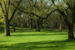 Ein grüner Park im Frühling