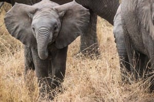 Oft unterschätzt in seiner Gefährlichkeit: der Elefant!