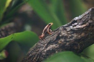 Gar nicht süß: der Pfeilgiftfrosch