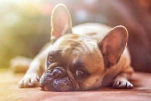 Die 10 besten Hundenamen - Eine Nahaufnahme von einem Hund - Französische Bulldogge